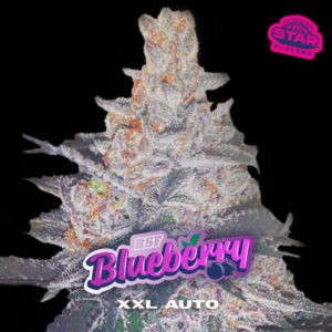 Blueberry XXL Auto 2 Stk.