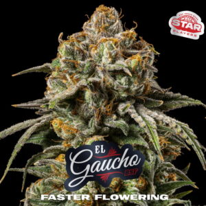 El Gaucho Fast Version 2 Stk.