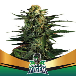 Green Tiger Fast Version 2 Stk.