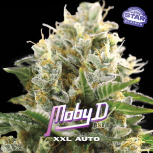 Moby-D XXL Auto 2 Stk.