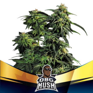 OBG Kush Fast Version 2 Stk.