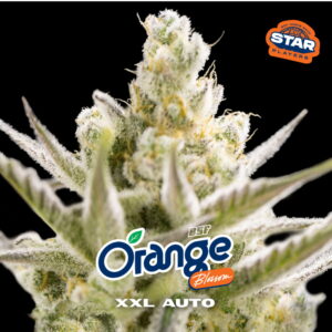 Orange Blossom XXL Auto 2 Stk.