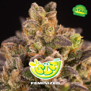 Super Lemon Haze 2 Stk.