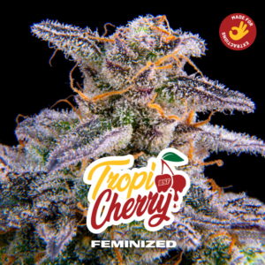 Tropi Cherry 2 Stk.