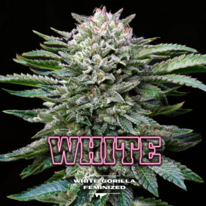 White Gorilla 2 Stk.