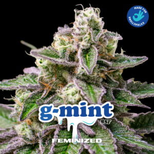g-mint 2 Stk.