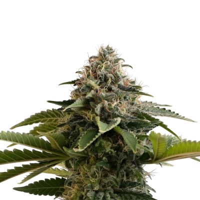 Amnesia-Dream-XL-Auto Hanfsämlinge