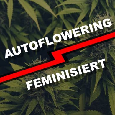 Autoflowering vs. feminisierte Cannabis-Samen