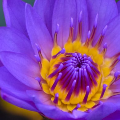 Blauer Lotus